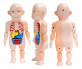 Muñeco Anatomía Niños, Desarmable, Juguete Educativo Gav Imp